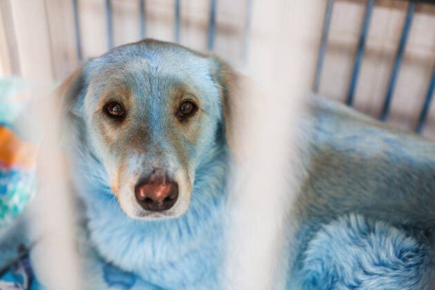 Bilder des Jahres 2021, Entertainment 02 Februar Entertainment Themen der Woche KW07 Entertainment Bilder des Tages NIZHNY NOVGOROD, RUSSIA - FEBRUARY 19, 2021: A dog at the Zoozashchita-NN veterinary clinic. On February 13, 13 stray dogs with bright blue fur were found and caught at the Dzerzhinskoye Steklo Dzerzhinsk Glass factory producing acrylic glass and prussic acid in the city of Dzerzhinsk. The dogs fur tested positive for the Prussian blue pigment; now the dogs are under supervision at the Zoozashchita-NN vet clinic in Nizhny Novgorod. Mikhail Solunin TASS  TS0F7399