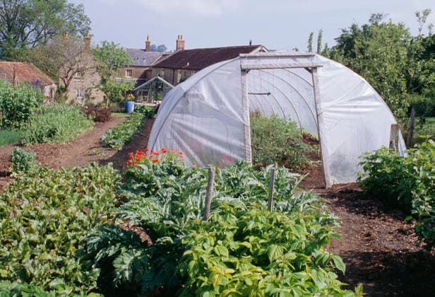 Historic England Arcaid Images , Charles Dowding s organic compost grown vegetable garden. Plastic polytunnel with peas inside. Shepton Montague, Somerset., 30.08.2007 Copyright: xPhilippaxLewis x, Ref36260-10-1.jpg United Kingdom  Copyright: xPhilippaxLewisx Arcaid.co.ukx