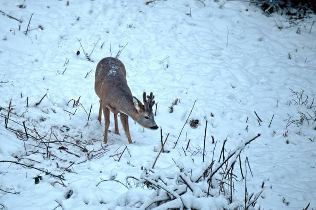 Rehe im Winterwald Rehe im Winterwald Rehe auf Futtersuche im Winter *** Deer in winter forest Deer in winter forest Deer foraging in winter