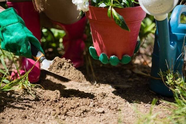 Close-up of woman planting sapling in garden Close-up of woman planting sapling in garden on a sunny day, model released, , property released, Cape Town, South Africa, 31.01.2017, 1047363.jpg, summer, sunny, summertime, gardener, farm, occupation, garden, farmyard, agriculture, gardening, casual clothing, hat, wellington boots, gardening gloves, digging, planting, holding, watering can, gardening equipment, trowel, soil, green, plant, flora, plantation, sapling, crop, pot plant, recreation, hobby, leisure, lifestyle, vacation, weekend activity, environment, conservation, growth, care, nature 20s, Young Adult, Woman, Female, Caucasian, 20-24 Years, Young Women, Caucasian Ethnicity Outdoors,Day