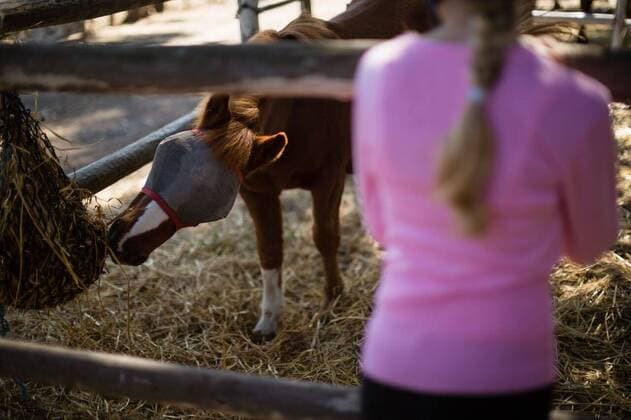 IMAGO Creative, Kinder auf dem Reiterhof Girl feeding the horse in the ranch Girl feeding the horse in the ranch on a sunny day, model released, , property released, Cape Town, South Africa, 2017-05-02T23:00:00.000Z, 1052901.jpg, rider, countryside, farm, ranch, summer, summertime, casual clothing, standing, feeding, hay, straw, fodder, muzzle, brown, pony, helmet, thoroughbred, stallion, horse, domestic animal, horse riding, equestrian, vacation, holiday, lifestyle, hobby, leisure, friendship, love, bonding, care, together, childhood, innocence, fly mask Child, Girl, Female, Caucasian, 12-13 Years, Girls, Caucasian Ethnicity Outdoors,Day