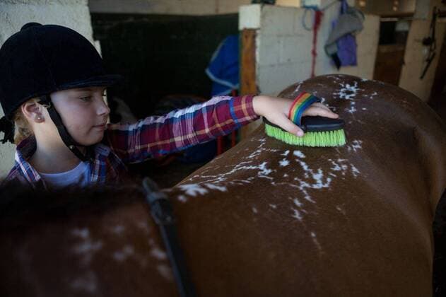 IMAGO Creative, Kinder auf dem Reiterhof Girl grooming the horse Girl grooming the horse in the stable, model released, , property released, Cape Town, South Africa, 2017-05-02T23:00:00.000Z, 1053156.jpg, rider, stable, casual clothing, helmet, jockey, standing, holding, brush, brushing, grooming, cleaning, neat, hygiene, prepare, preparation, health, health care, brown, thoroughbred, stallion, horse, domestic animal, horse riding, equestrian, friendship, love, bonding, together, care, caring, innocent, innocence, childhood Child, Girl, Female, Caucasian, 8-9 Years, Girls, Caucasian Ethnicity Indoors,Day
