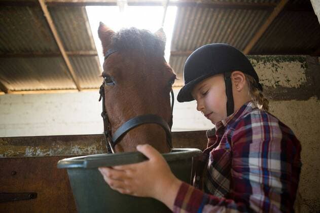 IMAGO Creative, Kinder auf dem Reiterhof Girl feeding the horse in the stable Adorable girl feeding the horse in the stable, model released, , property released, Cape Town, South Africa, 2017-05-02T23:00:00.000Z, 1053170.jpg, rider, stable, casual clothing, helmet, jockey, standing, holding, feeding, eating, bowl, grass, bridle, brown, thoroughbred, stallion, mane, horse, domestic animal, horse riding, equestrian, friendship, love, bonding, together, care, caring, adorable, innocent, innocence, childhood Child, Girl, Female, Caucasian, 8-9 Years, Girls, Caucasian Ethnicity Indoors,Day