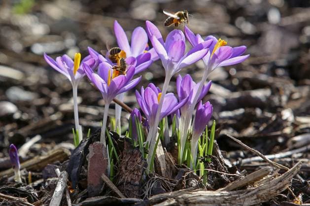 News Bilder des Tages Vorfruehling im Siegerland, warme Temperaturen und Traumwetter lassen die Natur aufbluehen, Krokusse bluehen in einem Garten in Siegen, Bienen sammeln Nektar und fliegen um die Krokusse Winter im Siegerland am 24.02.2021 in Siegen Deutschland. *** Early spring in the Siegerland, warm temperatures and dream weather let nature bloom, crocuses blossom in a garden in Siegen, bees collect nectar and fly around the crocuses winter in the Siegerland on 24 02 2021 in Siegen Germany