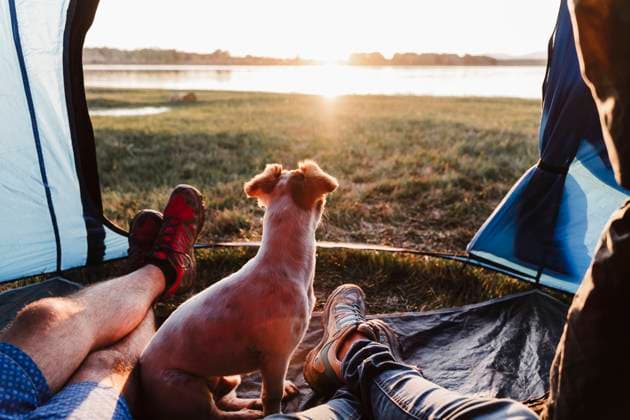 Legs of male and female friends with dog relaxing in tent at sunset model released Symbolfoto property released EBBF02204