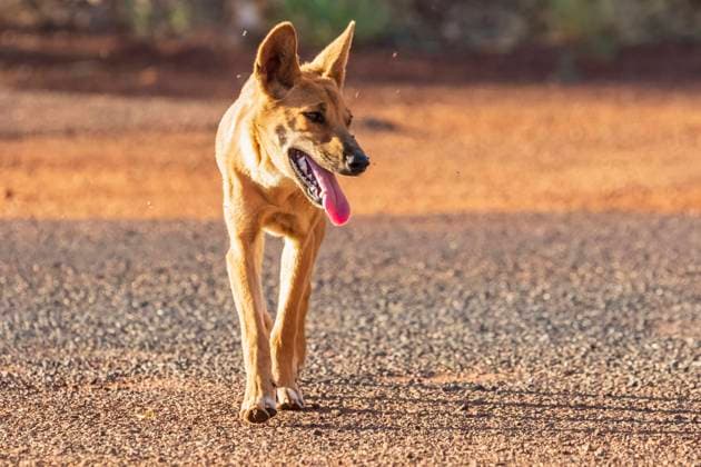 Portrait of lone dingo (Canis lupus dingo) walking outdoors in Uluru-Kata Tjuta National Park property released FOF12040