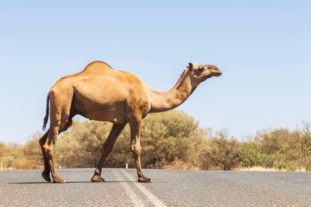 Dromedary (Camelus dromedarius) walking across highway in Uluru-Kata Tjuta National Park property released FOF12045