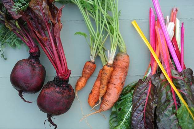 Freshly picked carrots, chard and beetroots GISF00750