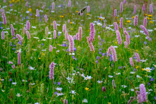 Snakeroots (Bistorta officinalis) blooming in alpine meadow LBF03348