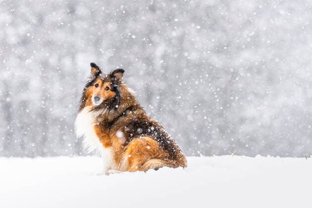 Shetland Sheepdog sitting while snowing during winter property released STSF02814