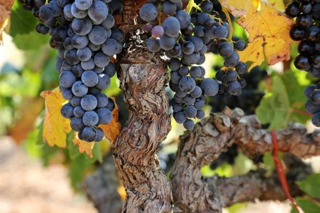 Vineyard of Corbieres (south of France): bunch of grapes Vineyard of Corbieres (south of France): bunch of grapes before the harvest and old vine stock Occitanie Pyrenees Mediterranee; Languedoc Roussillon; Aude 11 Europe; Western Europe; France  Copyright: xMorelxJ Andia.frx 367445
