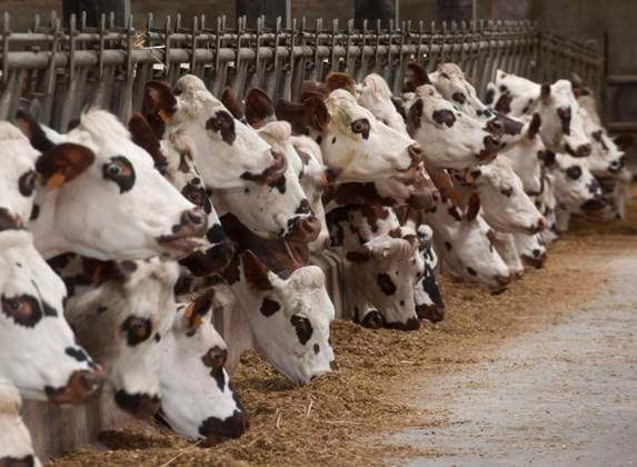 Plouguernevel (Brittany, north-western France): dairy farm Plouguernevel (Brittany, north-western France): dairy cows, milk production, conventional dairy farming. Cows Brittany; Cotes d Armor 22; Plou Europe; Western Europe; France  Copyright: xMochetxM Andia.frx 372551