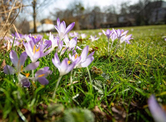 Bilder des Jahres 2021, News 02 Februar News Themen der Woche KW08 News Bilder des Tages Frühlingshaftes Wetter im Februar, Bei frühlingshaften Wetter Ende Februar, sprießen die ersten Korkusse in den Parkanlagen von Berlin. Bilder aus dem Alter Park in Templhof. Berlin Tempelhof-Schoeneberg Berlin Deutschland *** Springlike weather in February, In springlike weather at the end of February, the first corkuses sprout in the parks of Berlin Pictures from Alter Park in Templhof Berlin Tempelhof Schoeneberg Berlin Germany