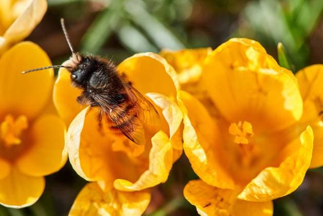 Biene auf einer Krokusblüte in Berlin snapshot-photography F.Boillot *** Bee on a crocus flower in Berlin snapshot photography F Boillot