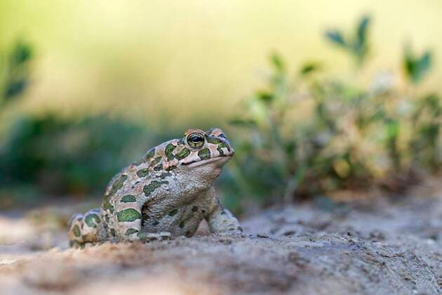  Wechselkröte (Bufo viridis), Pleven, Bulgarien, Europa *** Green toad Bufo viridis , Pleven, Bulgaria, Europe Copyright: imageBROKER/FranzxChristophxRobiller ibxrob04614048.jpg