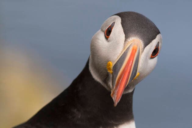 Vogelarten auf Island, Papageitaucher (Fratercula arctica). Portrait eines Papageitauchers., Insel Grimsey westliches Nordland Island Vogelfelsen im Sueden der Insel