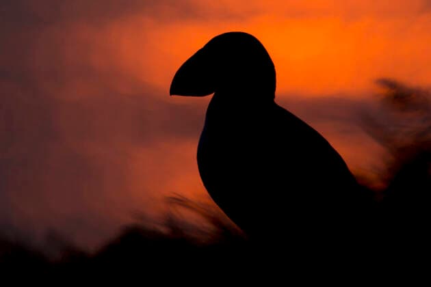 Vogelarten auf Island, Papageitaucher (Fratercula arctica). Papageitaucher im Gegenlicht der untergehenden Sonne., Insel Grimsey westliches Nordland Island Vogelfelsen im Sueden der Insel