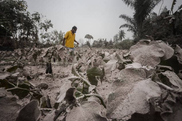 Bilder des Jahres 2021, News 03 März News Themen der Woche KW09 March 3, 2021 - Karo, North Sumatra, Indonesia - A resident cleans his eggplant from the volcanic dust that covers their village. After the eruption of Mount Sinabung Tuesday, March 2, 2021 in Suka Tendel village, Tigandreket subdistrict, Karo, North Sumatra.Mount Sinabung emits a hot cloud fall with a glide distance of 2000-5000 meters to the East and Southeast.Many plants belonging to residents affected by volcanic dust and threatened to fail to harvest. Karo Indonesia - ZUMAh161 20210303_sha_h161_658 Copyright: xSaddamxHuseinx