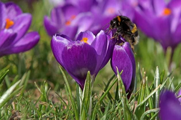 Der Fruehling kuendigt sich im Siegerland an, Krokusse bluehen im Schlosspark am Oberen Schloss in Siegen auf einer Wiese, Hummel sammelt Nektar Fruehlingsboten im Siegerland am 03.03.2021 in Siegen Deutschland. *** The spring announces itself in the Siegerland, crocuses blossom in the castle park at the upper castle in Siegen on a meadow, bumblebee collects nectar spring messengers in the Siegerland on 03 03 2021 in Siegen Germany