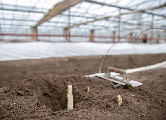 Bilder des Jahres 2021, News 03 März News Themen der Woche KW09 News Bilder des Tages Erster Spargel Spargelbetrieb List sticht ersten Spargel im Gewächshaus. 05.03.2021 Bürstadt Erster Spargel Spargelbetrieb List sticht ersten Spargel im Gewächshaus. *** First asparagus List harvests first asparagus in greenhouse 05 03 2021 Bürstadt First asparagus List harvests first asparagus in greenhouse TG2021-0134
