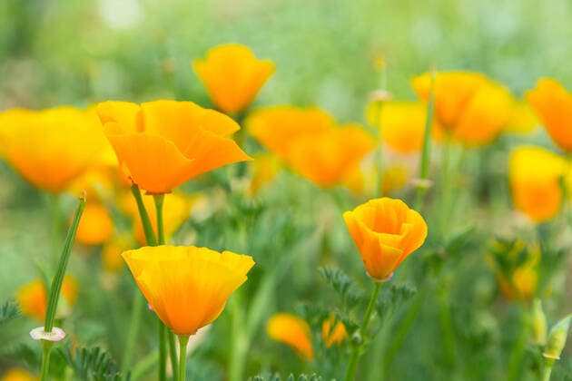 Kalifornischer Mohn (Eschscholzia californica) in Blüte, Thüringen, Deutschland *** California poppy Eschscholzia californica in flower, Thuringia, Germany