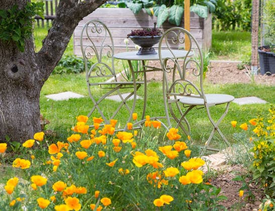 Garten mit Kalifornischem Mohn (Eschscholzia californica) in Blüte und Sitzmöbel, Thüringen, Deutschland *** Garden with Californian poppy Eschscholzia californica in bloom and seating furniture, Thuringia, Germany