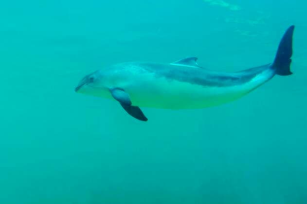  Gewöhnlicher Schweinswal (Phocoena phocoena), Eco Mare, De Koog, Texel, Niederlande, Europa *** Common porpoise Phocoena phocoena , Eco Mare, De Koog, Texel, Netherlands, Europe Copyright: imageBROKER/WillixRolfes iblrsw05209023.jpg
