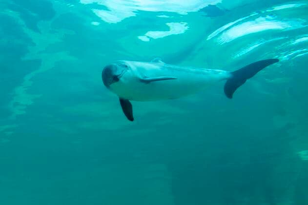 Gewöhnlicher Schweinswal (Phocoena phocoena), Eco Mare, De Koog, Texel, Niederlande, Europa *** Common porpoise Phocoena phocoena , Eco Mare, De Koog, Texel, Netherlands, Europe Copyright: imageBROKER/WillixRolfes iblrsw05209025.jpg