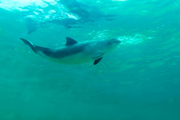  Gewöhnlicher Schweinswal (Phocoena phocoena), Eco Mare, De Koog, Texel, Niederlande, Europa *** Common porpoise Phocoena phocoena , Eco Mare, De Koog, Texel, Netherlands, Europe Copyright: imageBROKER/WillixRolfes iblrsw05209027.jpg