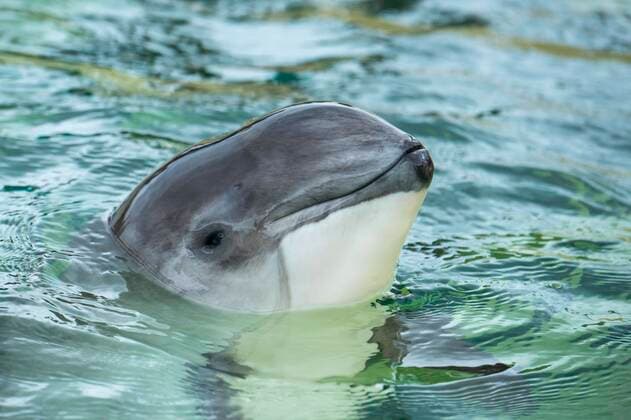  Gewöhnlicher Schweinswal (Phocoena phocoena), Eco Mare, De Koog, Texel, Niederlande, Europa *** Common porpoise Phocoena phocoena , Eco Mare, De Koog, Texel, Netherlands, Europe Copyright: imageBROKER/WillixRolfes iblrsw05209038.jpg