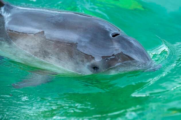  Gewöhnlicher Schweinswal (Phocoena phocoena), Eco Mare, De Koog, Texel, Niederlande, Europa *** Common porpoise Phocoena phocoena , Eco Mare, De Koog, Texel, Netherlands, Europe Copyright: imageBROKER/WillixRolfes iblrsw05209039.jpg