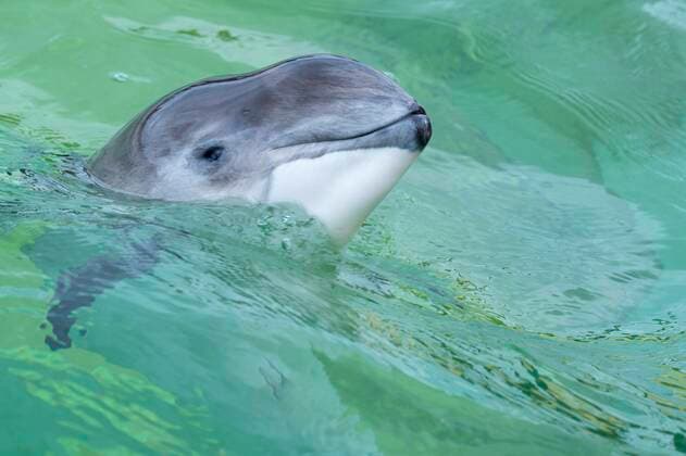  Gewöhnlicher Schweinswal (Phocoena phocoena), Eco Mare, De Koog, Texel, Niederlande, Europa *** Common porpoise Phocoena phocoena , Eco Mare, De Koog, Texel, Netherlands, Europe Copyright: imageBROKER/WillixRolfes iblrsw05209053.jpg