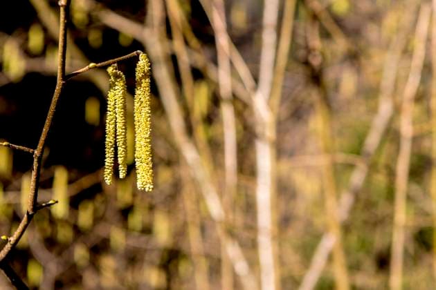 Die Gemeine Hasel ( Corylus avellana ), auch Haselstrauch oder Haselnussstrauch genannt, ist eine Pflanzenart aus der Familie der Birkengewächse ( Betulaceae ). Haselnusstrauch *** The common hazel Corylus avellana , also called hazel shrub or hazelnut shrub, is a species of plant in the birch family Betulaceae hazel shrub