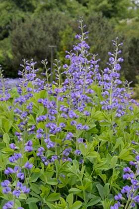  Blauer wilder Indigo, blauer falscher Indigo (Baptisia australis) *** Blue wild indigo, blue false indigo Baptisia australis Copyright: imageBROKER/O.xDiez ibldzo05160654.jpg