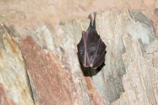  Kleine Hufeisennase (Rhinolophus hipposideros), im Winterschlaf an der Decke der Höhle hängend, Thüringen, Deutschland, Europa *** Lesser horseshoe bat Rhinolophus hipposideros , hanging from the ceiling of the cave during hibernation, Thuringia, Germany, Europe Copyright: imageBROKER/DieterxMahlke ibldim06704773.jpg