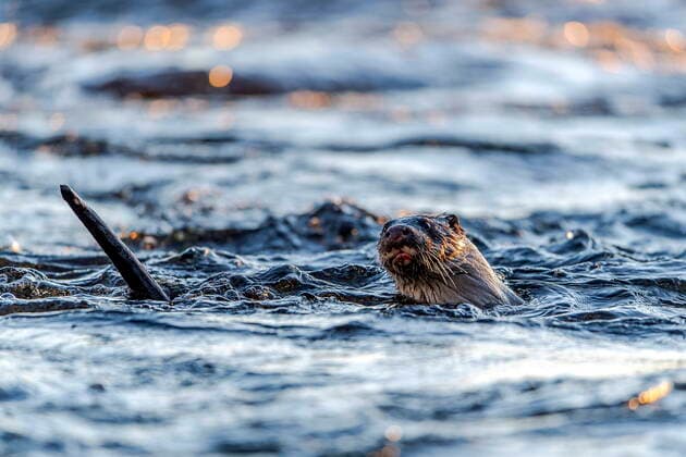 Otter (Lutra lutra) fishing in Dalalven, Farnebofjarden National Park, Sweden. Färnebofjärdens nationalpark SWEDEN x2754x  Copyright: xOlaxJennersten TTx OTTER