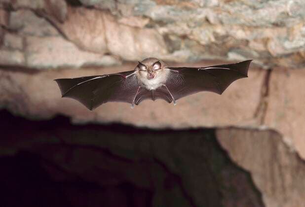 IMAGO Nature: Unsere Erde: Tierwelt: Hässliche Tiere Kleine Hufeisennase (Rhinolophus hipposideros), im Ausflug aus der Höhle, Thüringen, Deutschland, Europa *** Lesser horseshoe bat Rhinolophus hipposideros , in flight out of the cave, Thuringia, Germany, Europe Copyright: imageBROKER/DieterxMahlke ibldim06704767.jpg
