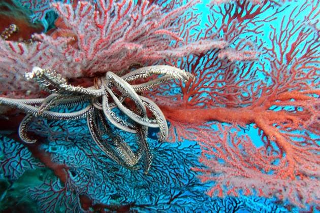 Haarsterne, Federsterne, Comatuliden (Comatulida), im Korallenriff, Indonesien, Nord-Molukken, Siko feather stars, comatulids (Comatulida), at a coral reef, Indonesia, Nord-Molukken, Siko BLWS639258 *** feather stars, comatulids Comatulida , at a coral reef, Indonesia, North Moluccas, Siko feather stars, comatulids Comatulida , at a coral reef, Indonesia, North Moluccas, Siko BLWS639258 Copyright: xblickwinkel E.xTeisterx
