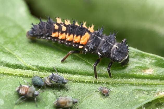  Larve eines Marienkäfers (Coccinellidae) und Blattläuse (Aphidoidea) auf einem Blatt *** Larva of a ladybird Coccinellidae and aphids Aphidoidea on a leaf Copyright: imageBROKER/MatthiasxLenke iblmth05440379.jpg