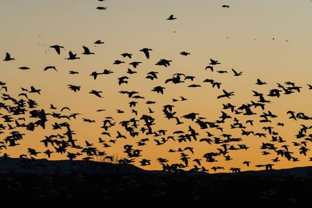 IMAGO Creative: Ruhe im Chaos A flock of Snow Geese in flight in predawn light in the Bosque del Apache National Wildlife Refuge, New Mexico. Bosque del Apache National Wildlife Refuge New Mexico United States Copyright: xJonxG.xFullerx JGF-Snow Goose-US-NM-2850