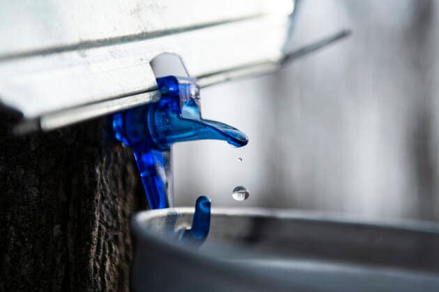 March 13, 2021, Ottawa, on, Canada: A drop of maple water drips out of a spile from a tree that was just tapped at the Vanier Museopark sugar bush in Ottawa on Saturday, March 13, 2021. The Vanier sugar bush is one of a few active urban sugar shacks, where maple syrup is produced the traditional way with buckets of maple water collected by hand. Ottawa Canada  - ZUMAc35_ 20210313_zaf_c35_080 Copyright: xJustinxTangx