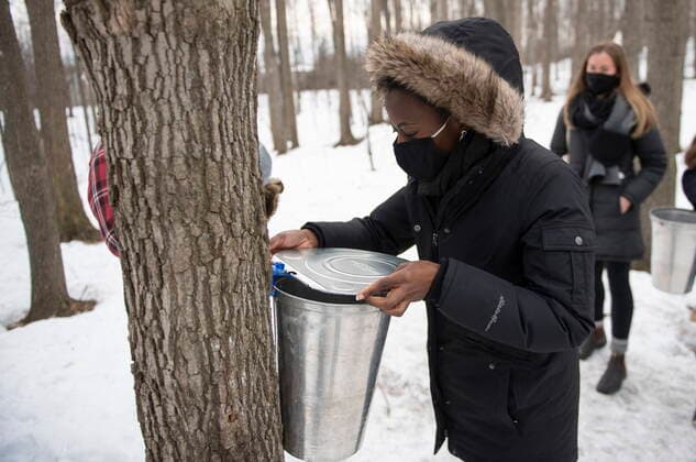 March 13, 2021, Ottawa, on, Canada: Arny Naweza places the lid on a bucket at a maple tree that she tapped at the Vanier Museopark sugar bush in Ottawa on Saturday, March 13, 2021. The Vanier sugar bush is one of a few active urban sugar shacks, where maple syrup is produced the traditional way with buckets of maple water collected by hand. Ottawa Canada  - ZUMAc35_ 20210313_zaf_c35_085 Copyright: xJustinxTangx