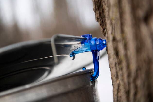 March 13, 2021, Ottawa, on, Canada: A drop of maple water drips out of a spile from a tree that was just tapped at the Vanier Museopark sugar bush in Ottawa on Saturday, March 13, 2021. The Vanier sugar bush is one of a few active urban sugar shacks, where maple syrup is produced the traditional way with buckets of maple water collected by hand. Ottawa Canada  - ZUMAc35_ 20210313_zaf_c35_087 Copyright: xJustinxTangx