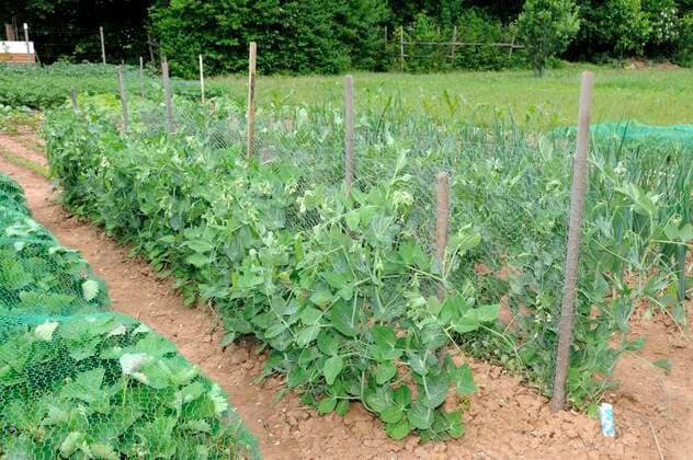 IMAGO Nature: Unsere Erde, Klimawandel, Ernährung, Pflanzen der Zukunft, Futtererbse  Erbsen (Pisum sativum) *** Peas Pisum sativum Copyright: imageBROKER/O.xDiez ibldzo05159064.jpg