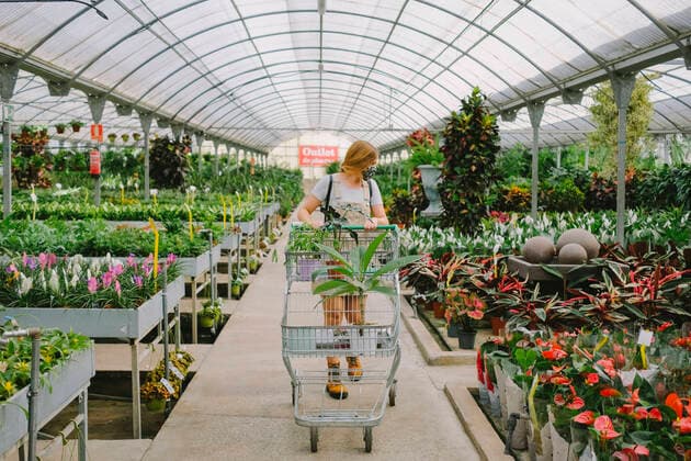 Young female customer in protective mask for coronavirus prevention with shopping trolley doing purchases in gardening market and choosing houseplants inside of glasshouse Copyright: xLightsyx Model Released