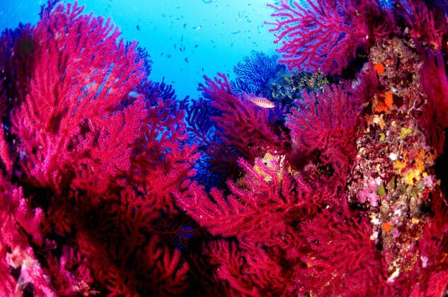 Paramuricea clavata, Ustica, Ustica island, Sicily, Italy GiorgioMesturini CuboImages 1028_24_GME1397