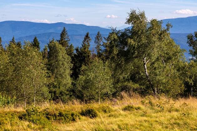 Panoramic view of grassy Leskowiec peak in Little Beskids with Babia Gora peak in southern Beskidy mountains near Andrychow in Lesser PolandPanoramic view of grassy Leskowiec peak in Little Beskids with Babia Gora peak in southern Beskidy mountains near Andrychow in Lesser Poland  BEW1DD6BC3F