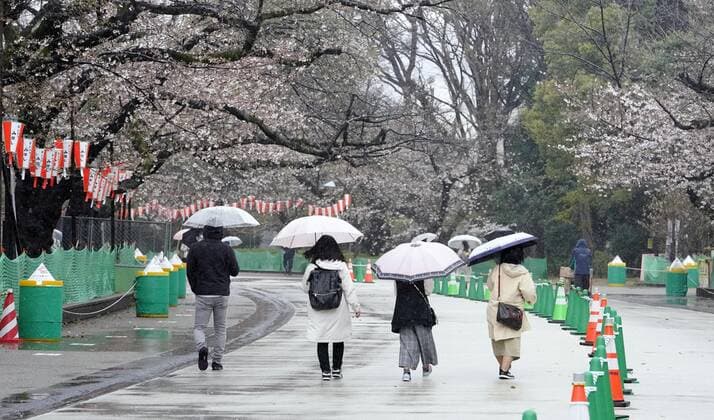 Virus emergency lifting People walk in the rain while viewing cherry blossoms at Ueno Park in Tokyo on March 21, 2021, ahead of the scheduled lifting of the coronavirus state of emergency at the end of the day. 