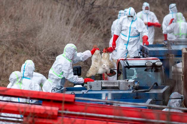 Bilder des Jahres 2021, News 03 März News Themen der Woche KW12 News Bilder des Tages A duck farm Dobrenice, Karlovy Vary Region, Czech Republic, has been hit by the infection of avian flu. On the photo fire brigade and vets are preparing the killing of the birds on Monday, March 22, 2021. (CTKxPhoto DavidxTanecek) CTKPhotoP202103220361401  TAD 019