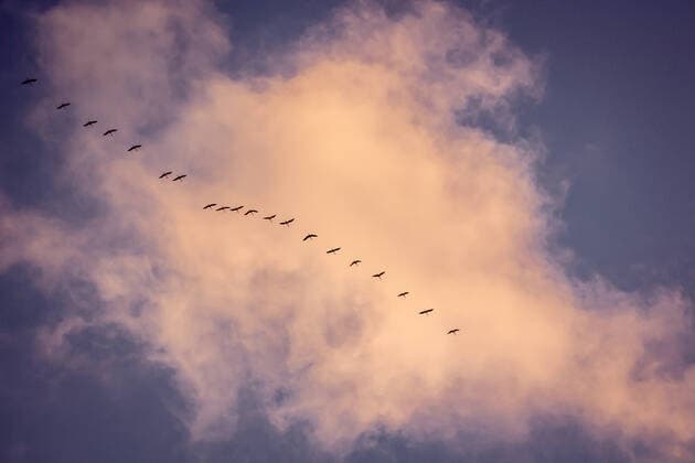 Creative Highlights World Migratory birds formation in the blue sky fly south in autumn, Nature Birds wildlife Copyright: xx